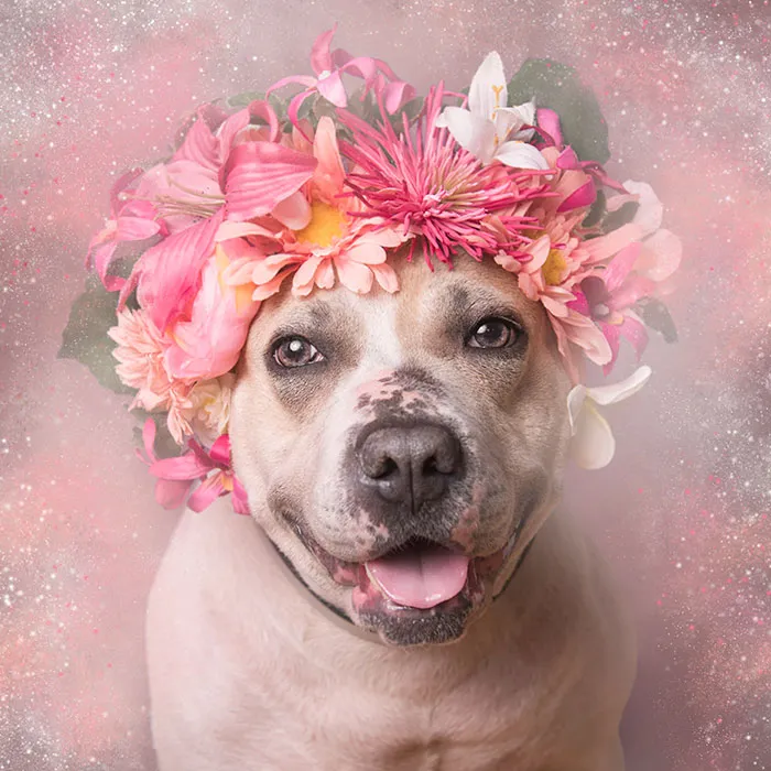 'Pit Bull Flower Power' Already Found Homes For 51 Pits (New Pics)