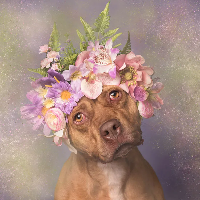 'Pit Bull Flower Power' Already Found Homes For 51 Pits (New Pics)
