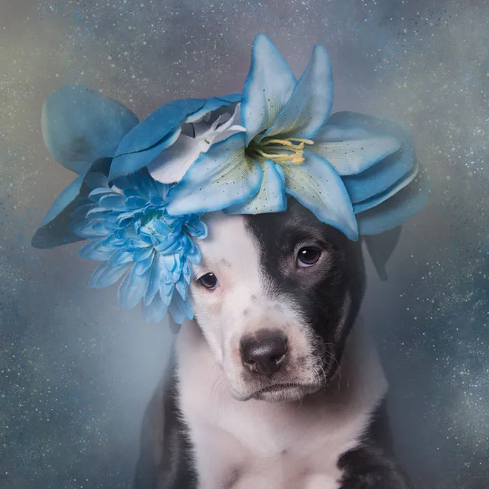'Pit Bull Flower Power' Already Found Homes For 51 Pits (New Pics)