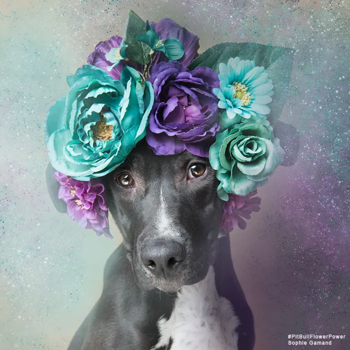 'Pit Bull Flower Power' Already Found Homes For 51 Pits (New Pics)