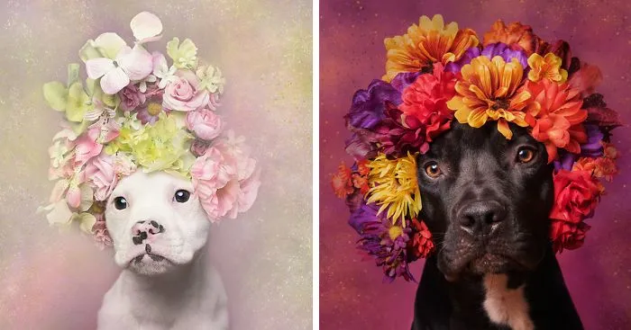 'Pit Bull Flower Power' Already Found Homes For 51 Pits (New Pics)