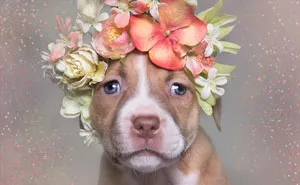 'Pit Bull Flower Power' Already Found Homes For 51 Pits (New Pics)