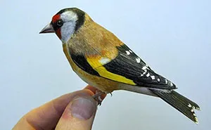 I Create Realistic Birds From Paper