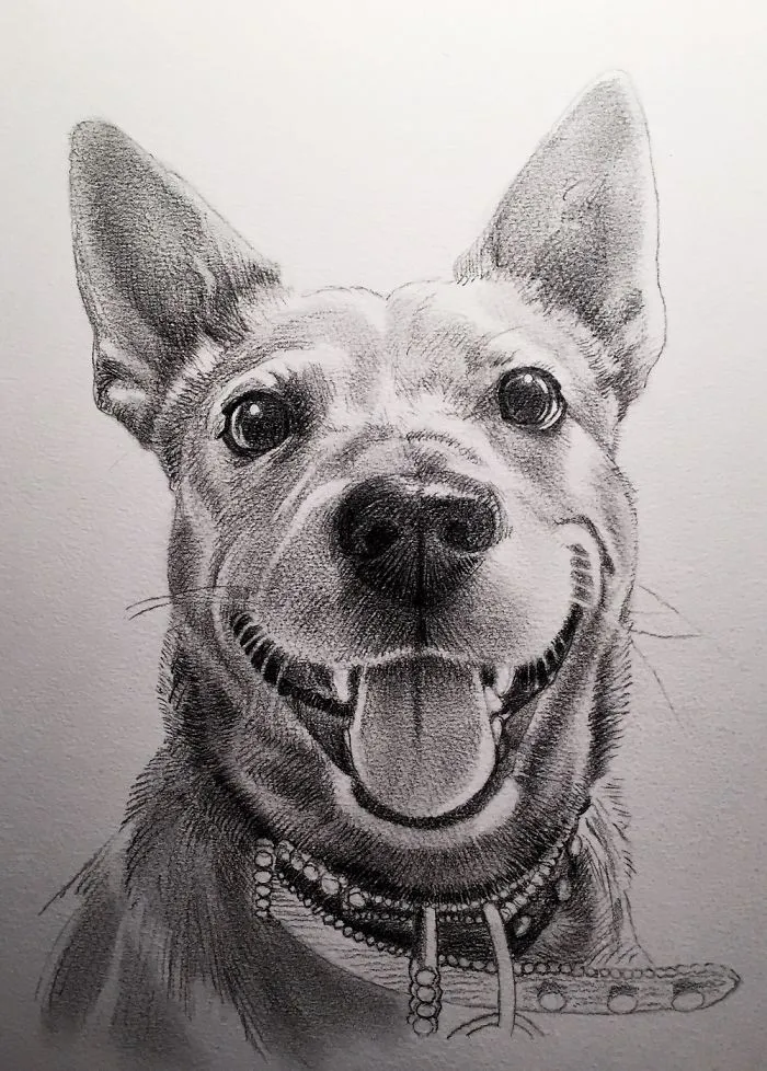 Red Heeler Pet Portrait