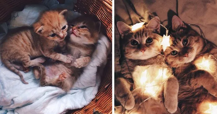 Two Ginger Brothers Found in Garden Are Inseparable From Day 1