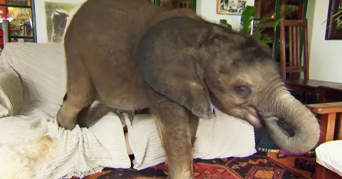 Baby Elephant Can't Stop Following Her Rescuer After Being Saved From Death