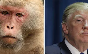 72 Celebrity Doppelganger Animals