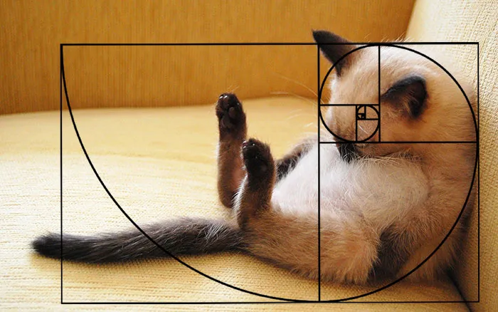Sleeping Cat