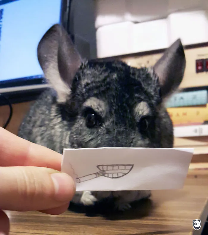 Bad Chinchilla Doesn't Quit Smoking