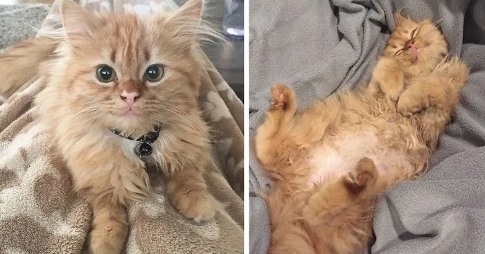 After They Brought Her Home From A Shelter, This Cat Can't Stop Smiling
