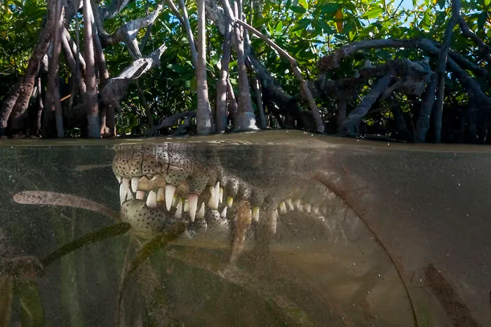 Your Move: American Crocodile, Jardines De La Reina, Cuba