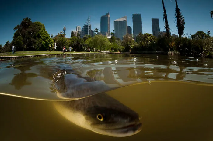 Legal Immigrant: A Long Finned Eel, Botanical Gardens, Sydney