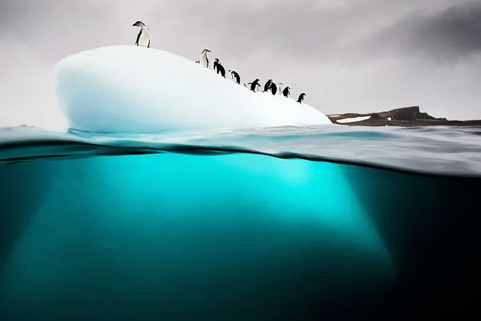 Penguins On Ice Floe