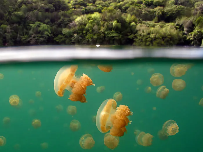 Jellyfish Lake, Rock Islands, Republic Of Palau