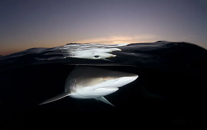 Shark