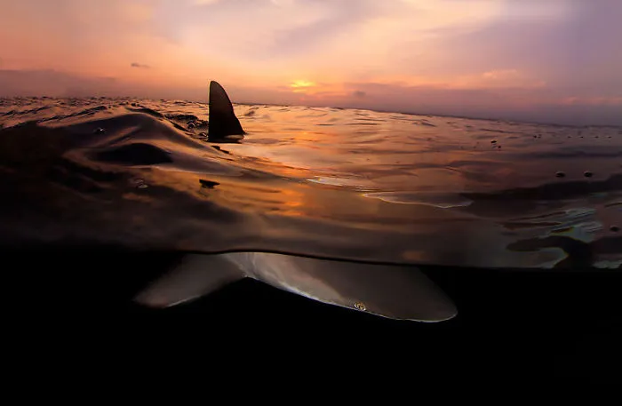Shark