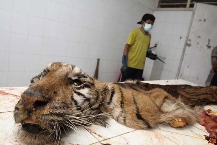 Surabaya Zoo: Animals Kept In Scandalous Conditions, Is This World Cruelest Zoo? See Photos