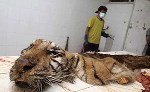 Surabaya Zoo: Animals Kept In Scandalous Conditions, Is This World Cruelest Zoo? See Photos