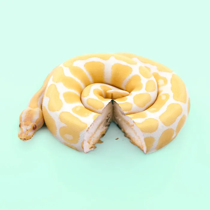 Sncake