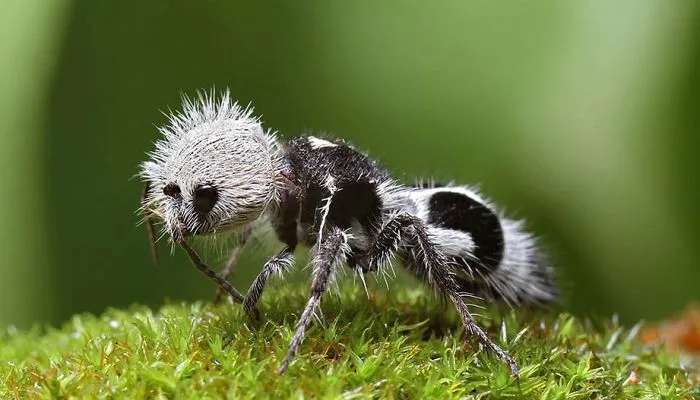 5 Most Strangest Animals And Insects