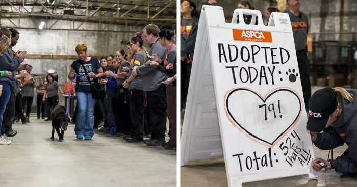 524 Dogs & Cats Attended A Massive Adoption Event – And They ALL Found Homes!