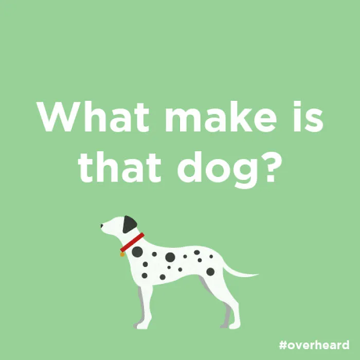 Dog