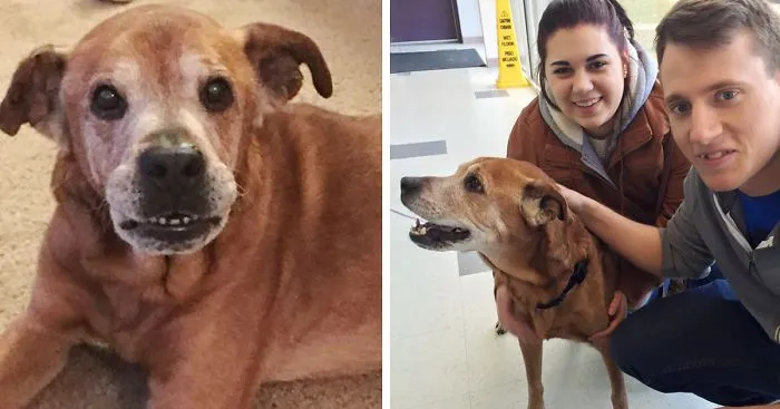 Couple Visits A Shelter To Donate, Leaves With A 17-Year-Old Dog