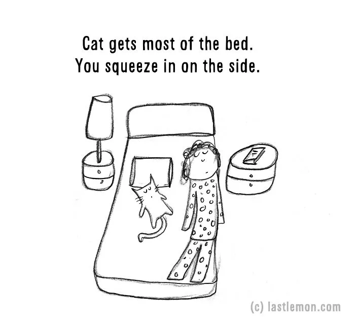 20 Signs That You're A Crazy Cat Parent
