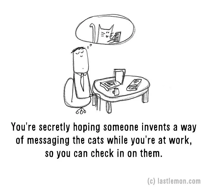 20 Signs That You're A Crazy Cat Parent