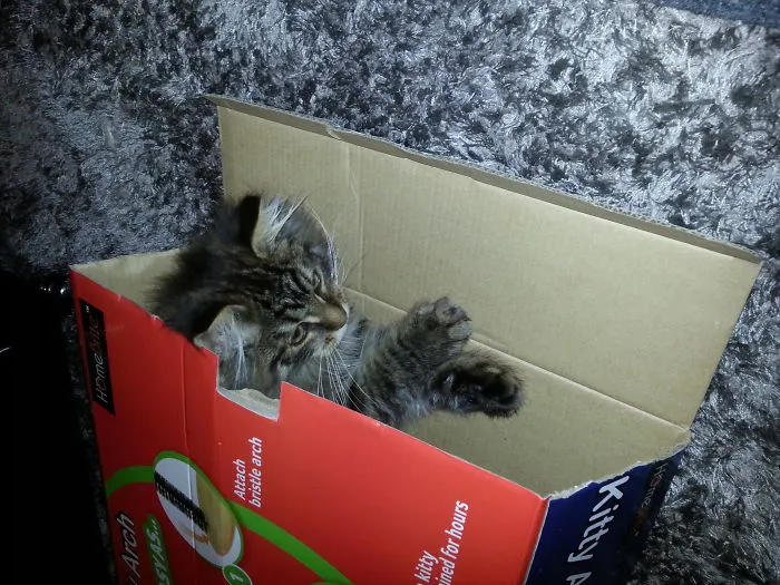 Box Says "keeps Kitty Entertained For Hours". Well They Weren't Wrong.