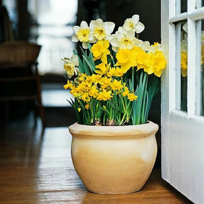 Bulbs In Terracotta Pot