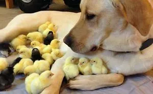 The Chick Magnet