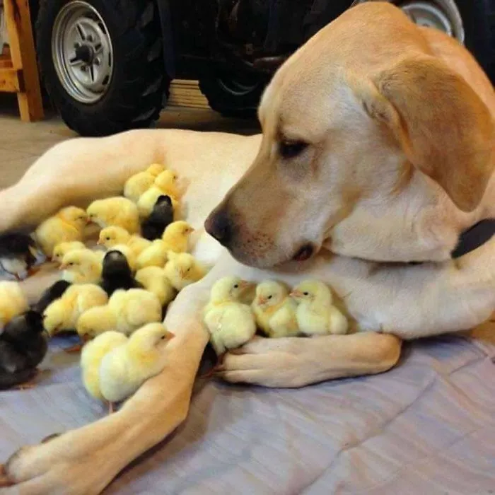 The Chick Magnet