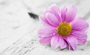 The Beauty Of Flowers