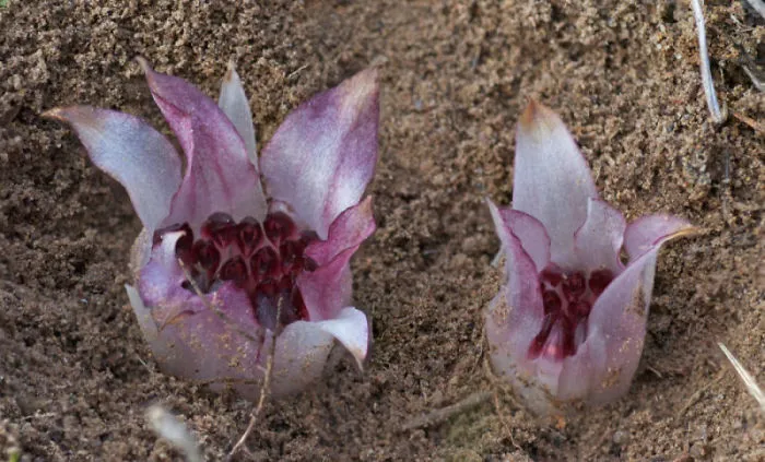 The Rarest Plants On Earth