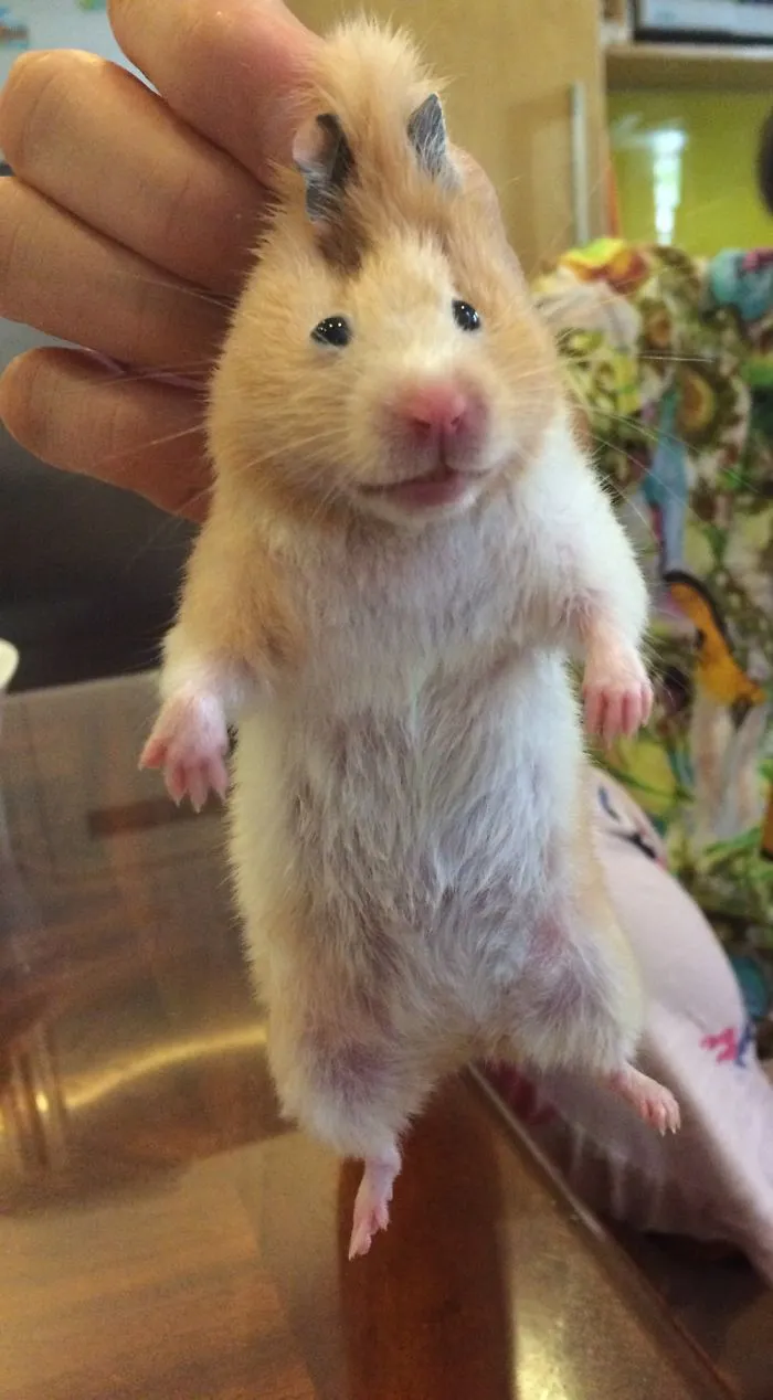 The Way I Pet My Hamster