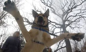 There Is A New Photographer In Town... And She's A Dog!
