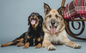 These Elder Dogs Are Missing Someone From The Rocking Chair