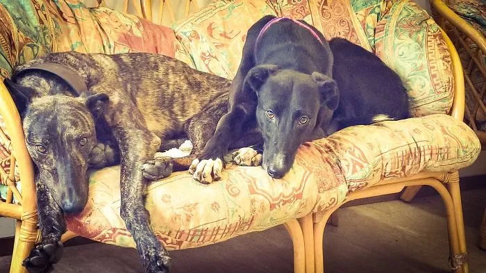 This Rescue Dog Was Terrified Of The World, Until He Met A New Friend.