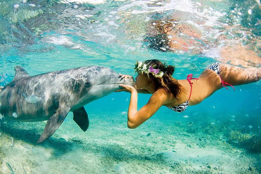 Swimming With Dolphins