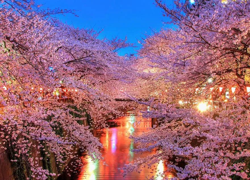 Anytime You're Admiring The Blooming Sakura Trees