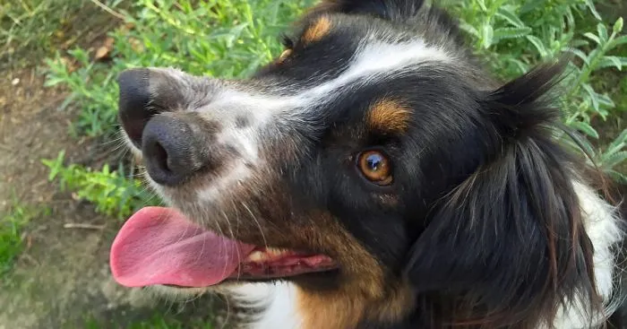 Dog With Two Noses Was Scheduled To Die But This Man Saved Him At The Last Minute