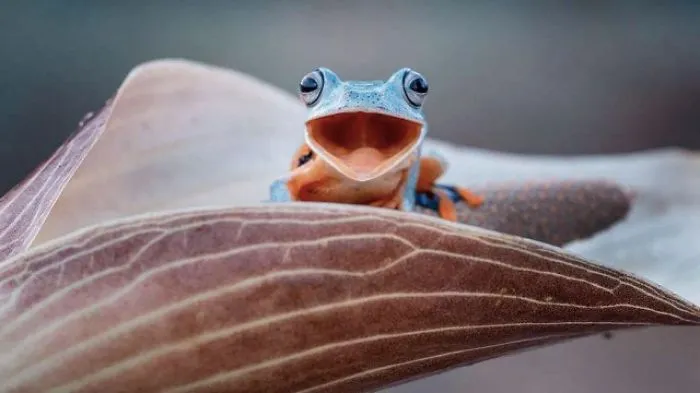 Weird And Goofy Looking Frogs