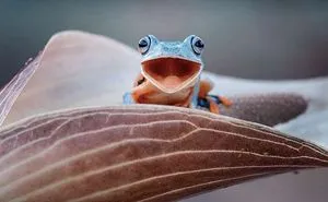 Weird And Goofy Looking Frogs