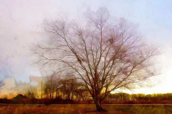 What A Tree Can Teach Us About Not Traveling