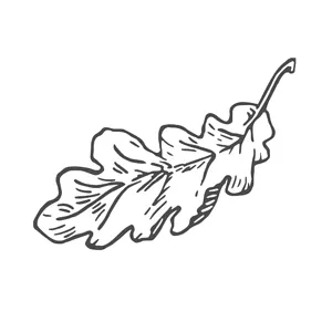 Silverleaf