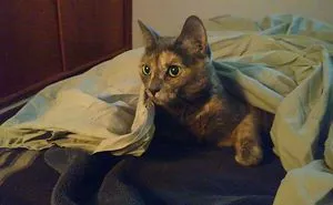 204 Cats Who Love Warmth More Than Anything
