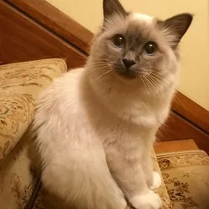 Curious Cat