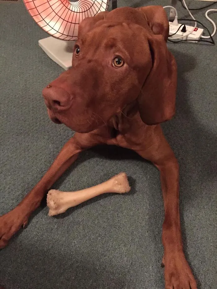 Keszi, The Hungarian Vizsla Comforting A Ladybug