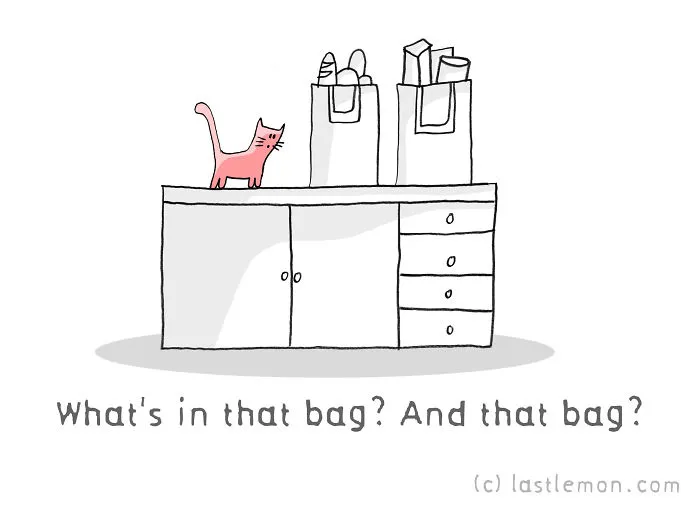 11 Questions That Cats Ask